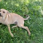 Замечательная собака-охранница Лиска в дар