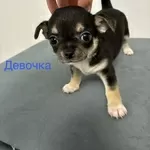 Продаются Щенки чухуахуа