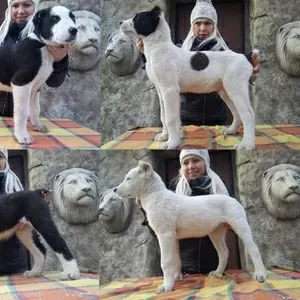 Огромные щенки Среднеазиатской овчарки