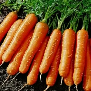 морковь свекла оптом