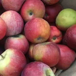 Яблоко свежее из Беларуси