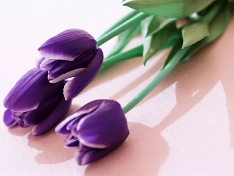 Красивые тюльпаны разных сортов к 14 февраля и 8 марта по Белоруссии