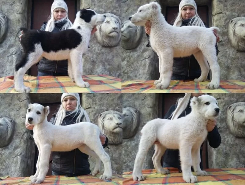 Огромные щенки Среднеазиатской овчарки 2