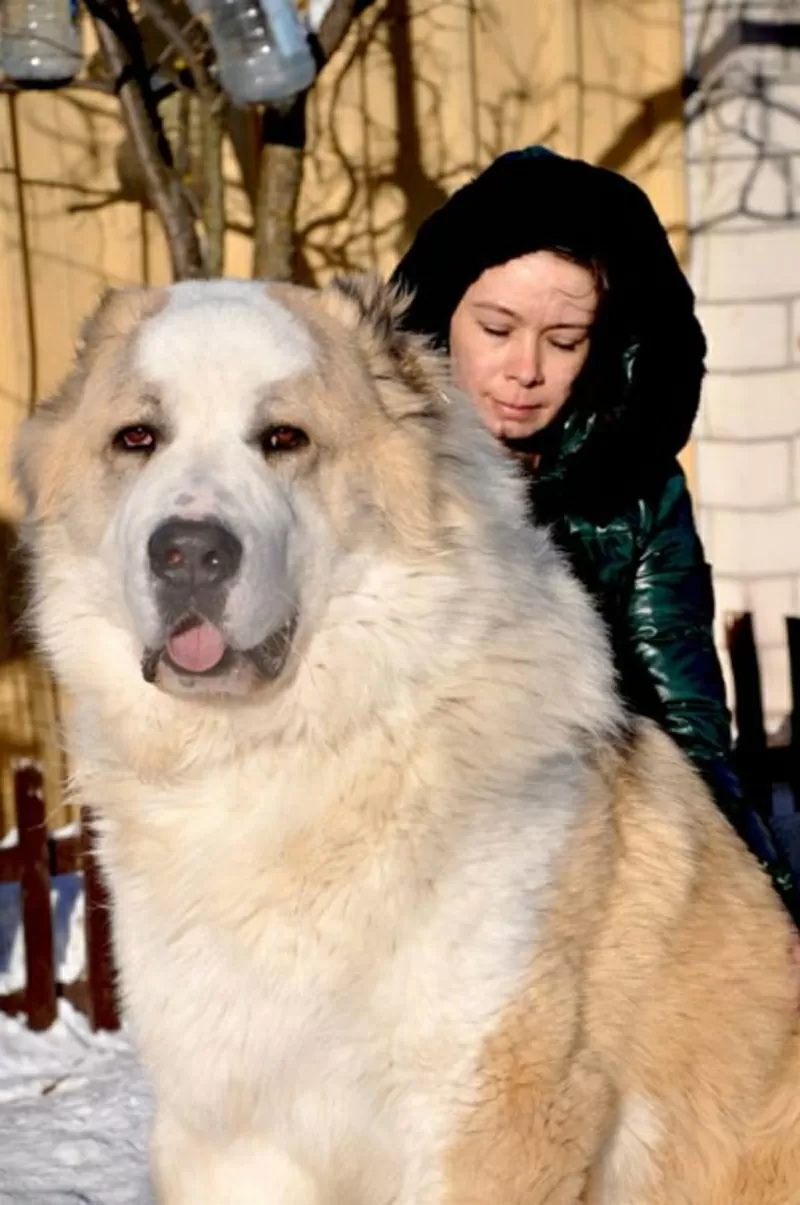 Огромные щенки Среднеазиатской овчарки 3