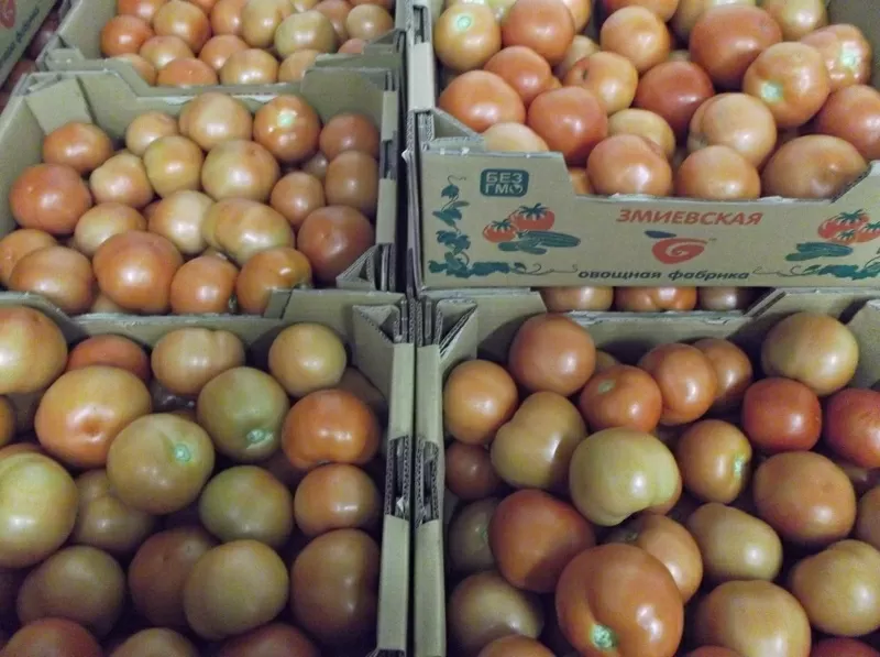 продаем помидоры из Украины