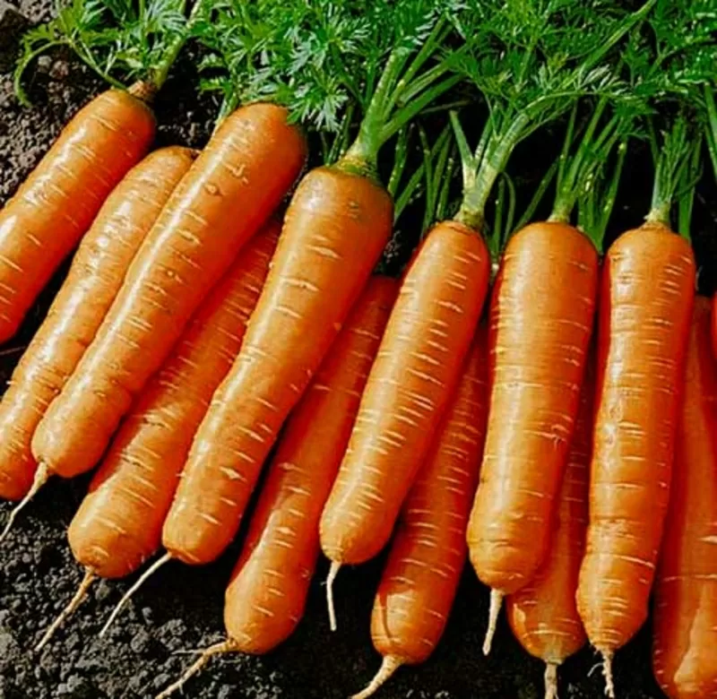 морковь свекла оптом