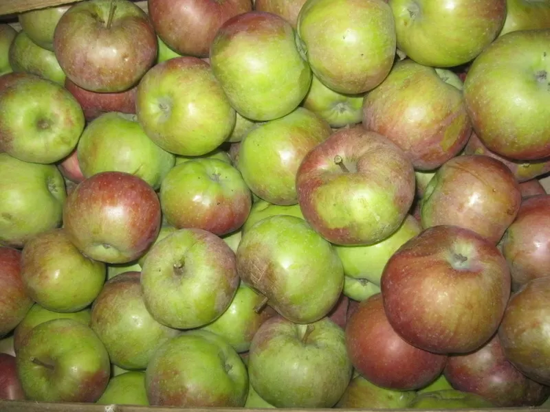 Яблоки съёмные 4