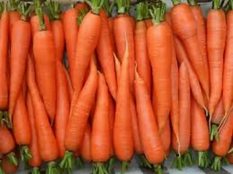 Продам морковь столовую