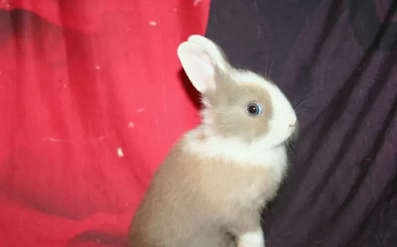 кролики в гомеле-кролик мини пород(до полутора кг)