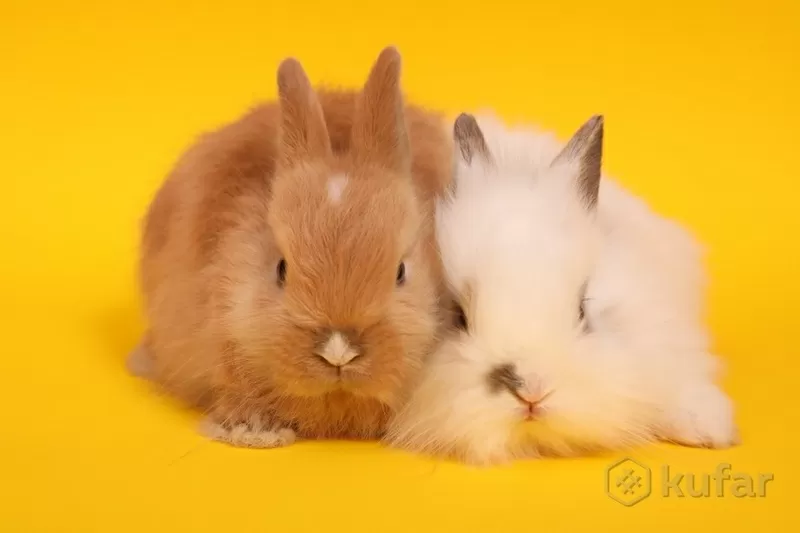 кролики в гомеле-кролик мини пород(до полутора кг) 2
