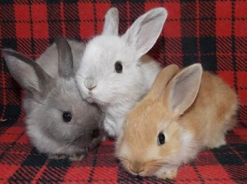 кролики в гомеле-кролик мини пород(до полутора кг) 6