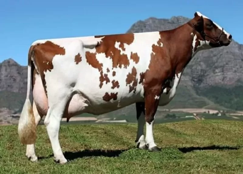 Куплю коров живым весом