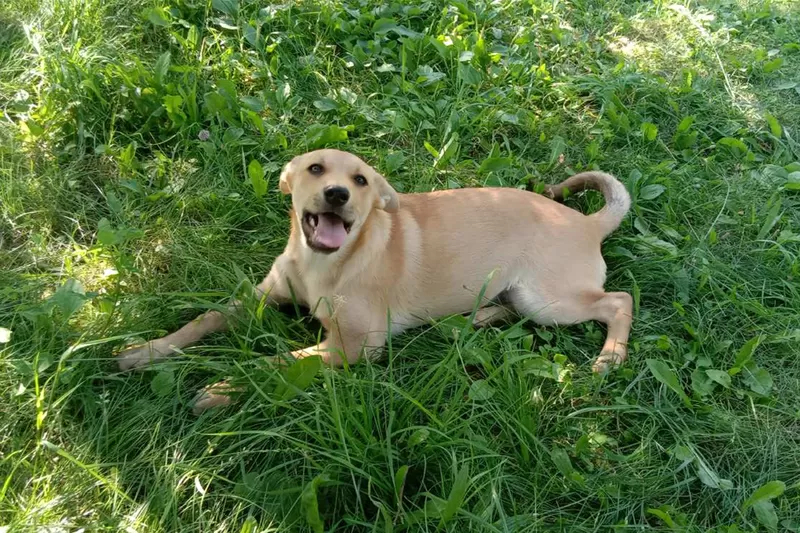 Замечательная собака-охранница Лиска в дар 2