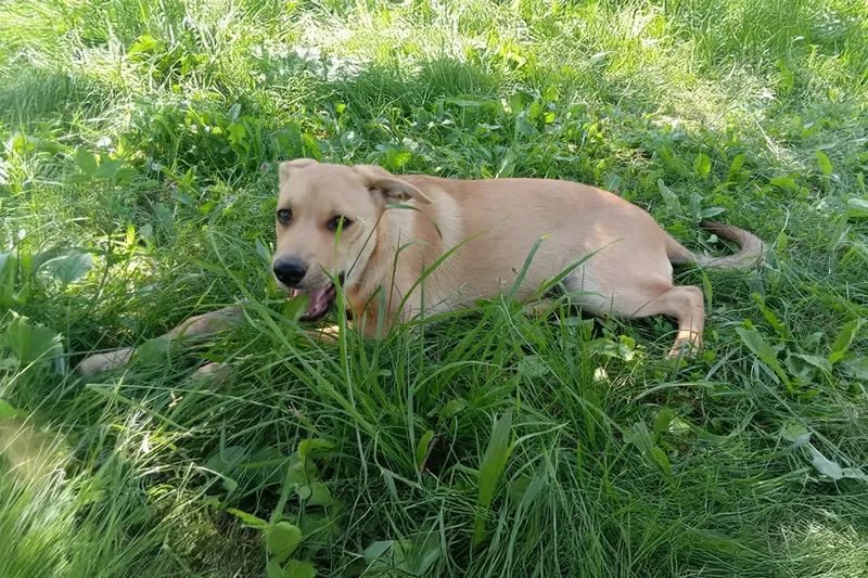 Замечательная собака-охранница Лиска в дар 3