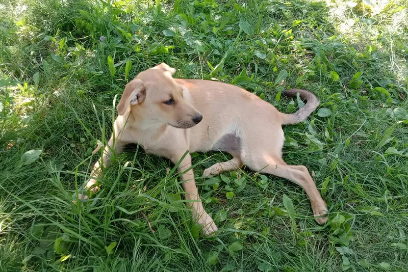 Замечательная собака-охранница Лиска в дар 4