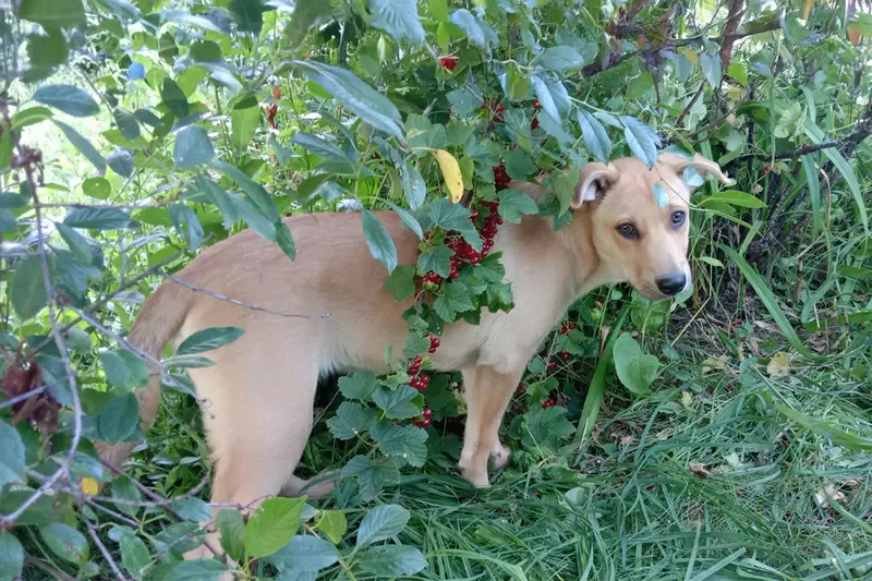 Замечательная собака-охранница Лиска в дар 5
