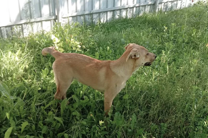 Замечательная собака-охранница Лиска в дар 6