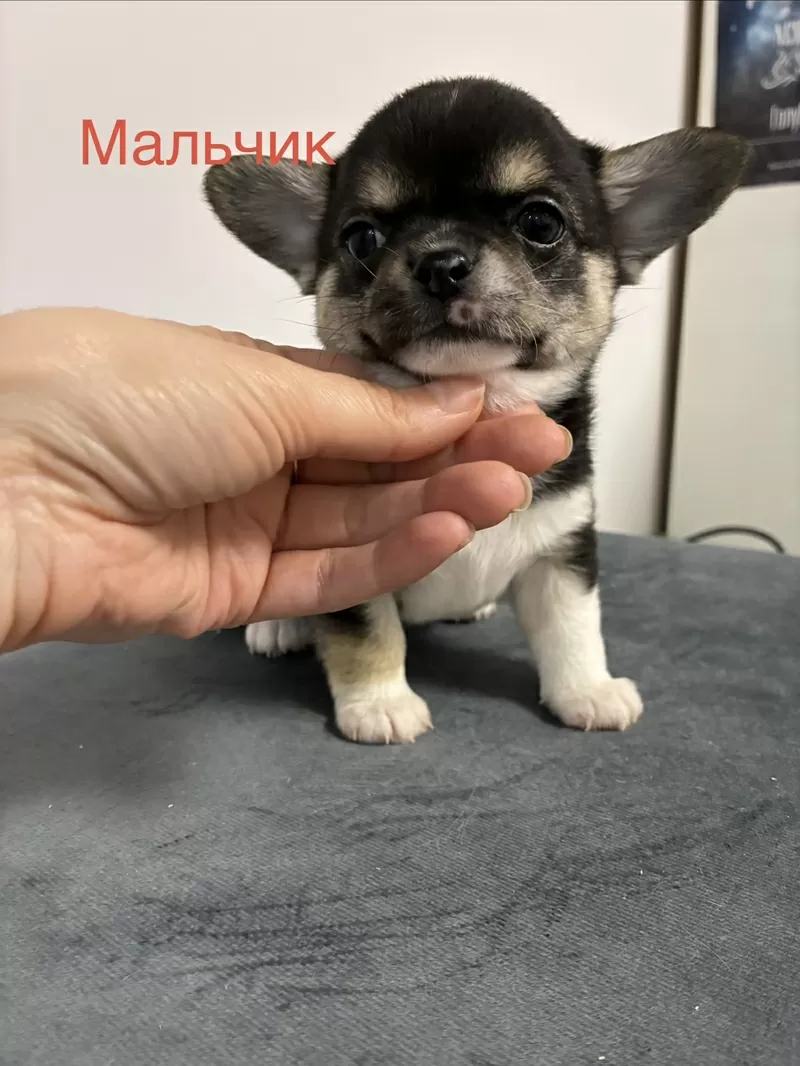 Продаются Щенки чухуахуа 2