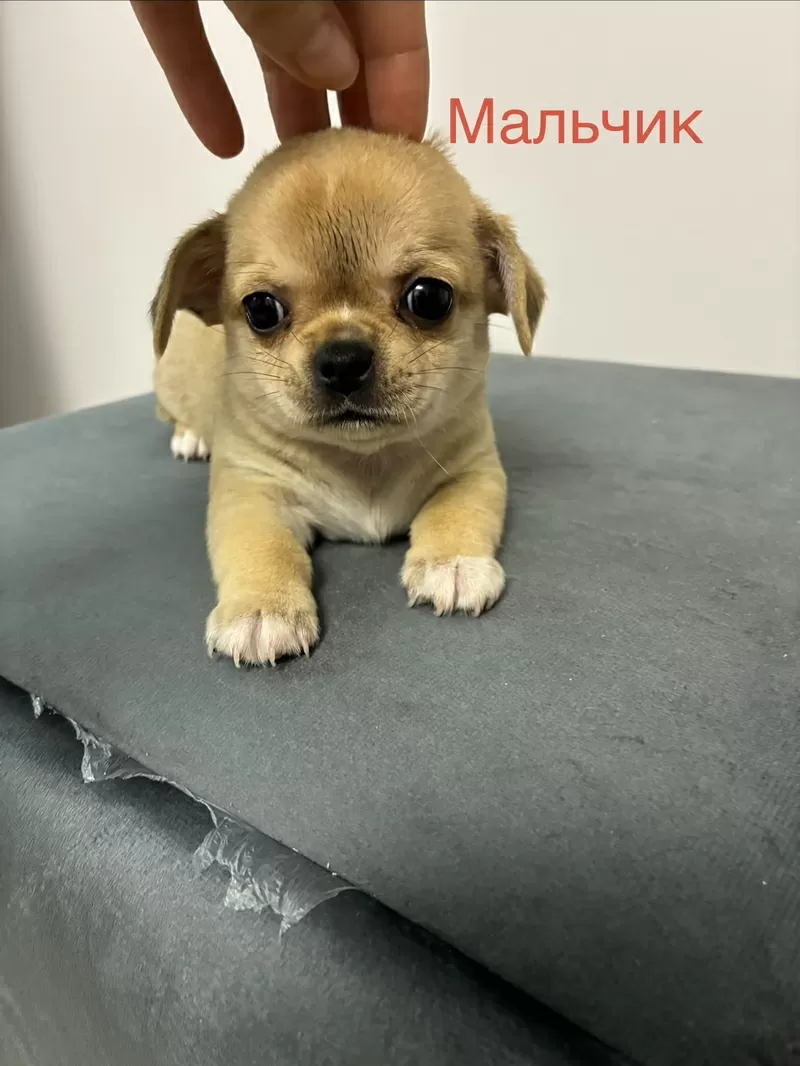 Продаются Щенки чухуахуа 3