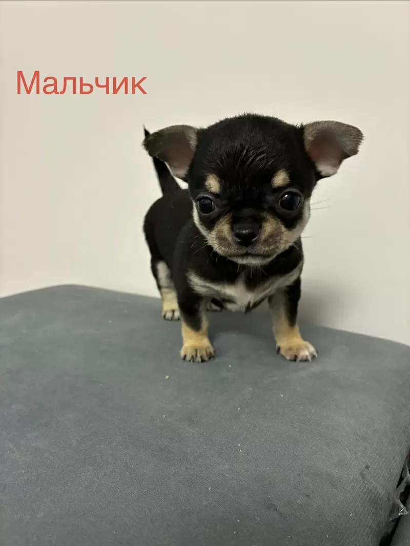 Продаются Щенки чухуахуа 4