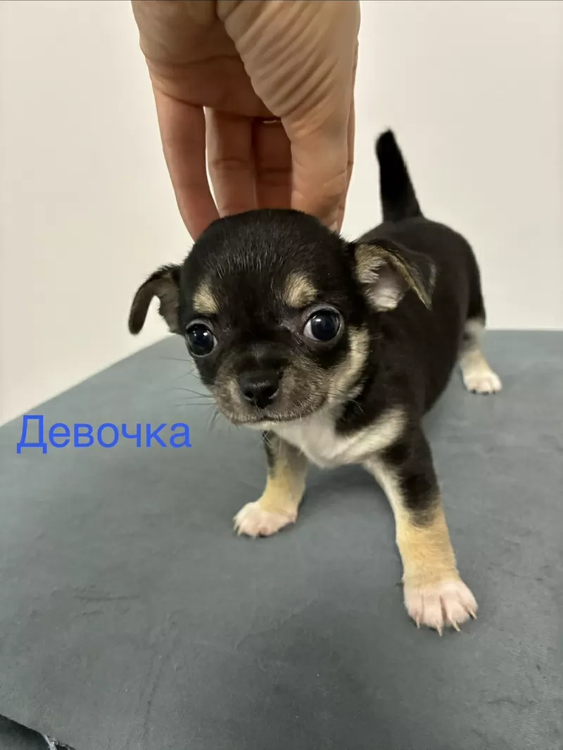 Продаются Щенки чухуахуа